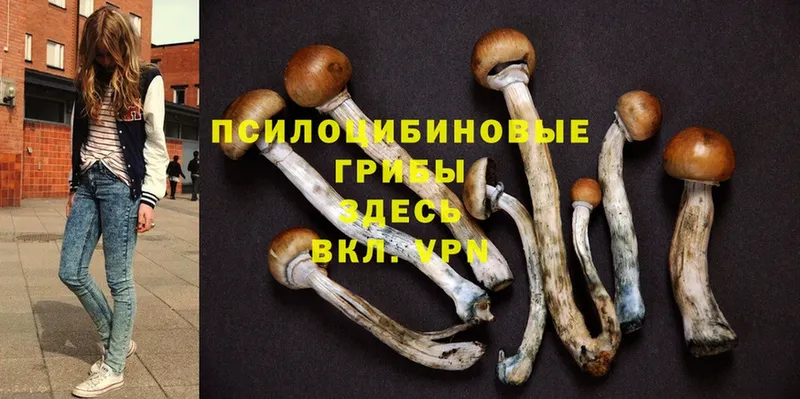 Галлюциногенные грибы Psilocybe  blacksprut   Балабаново  купить наркотики сайты 